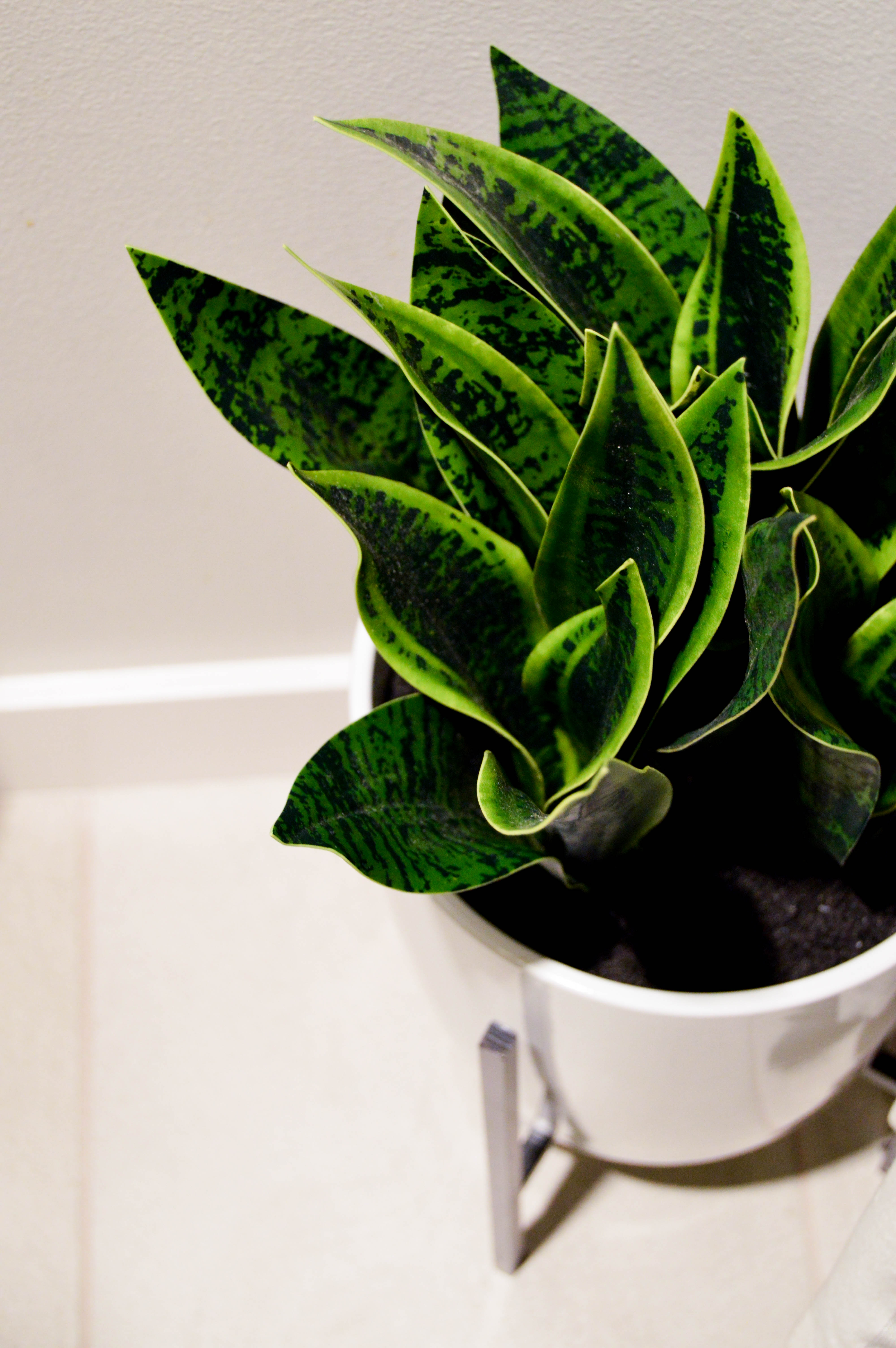 Faux or real plants: Bathroom Summer Refresh