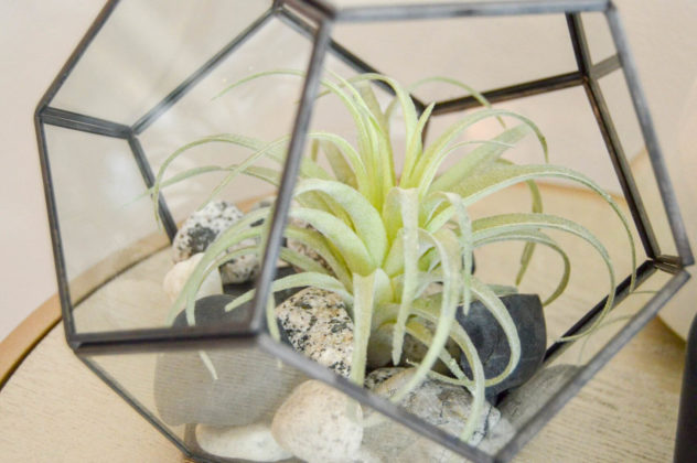 Home Staging: terrarium