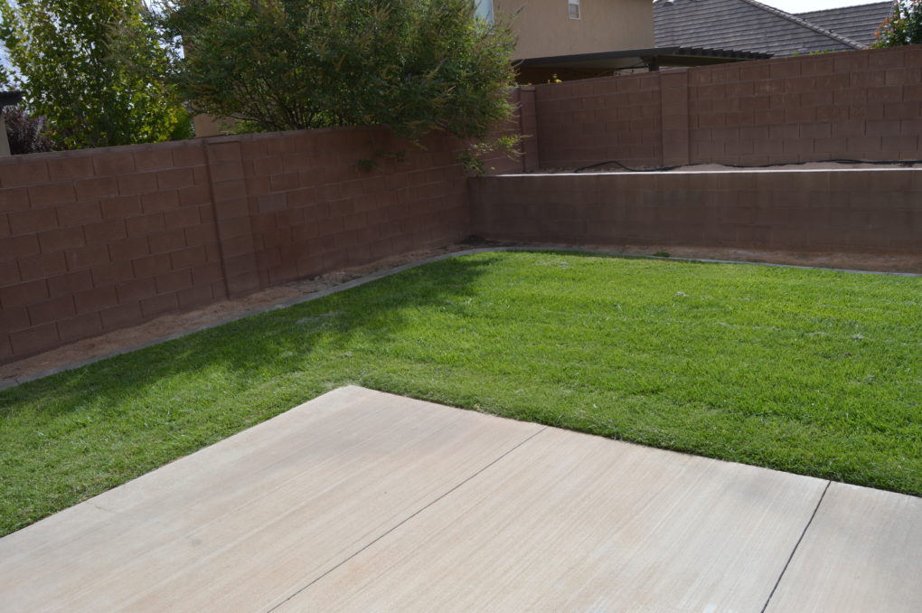 Before picture of the backyard.
